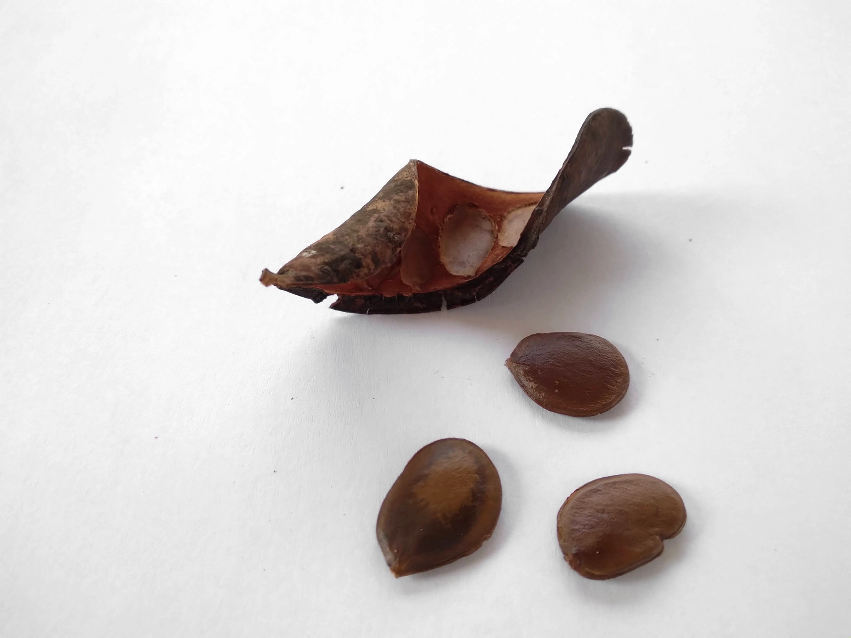 Msasa pod and seeds.