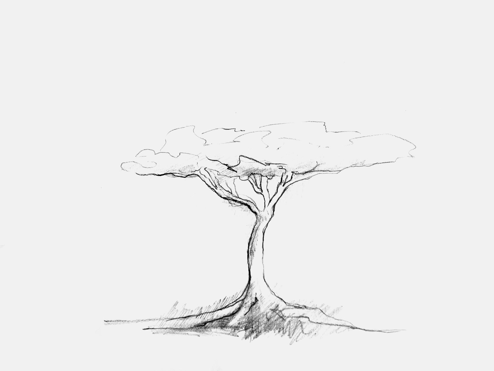 A pencil sketch of a msasa tree.